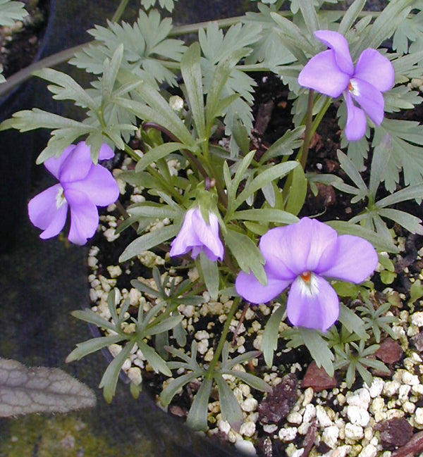 VIOLA PEDATA