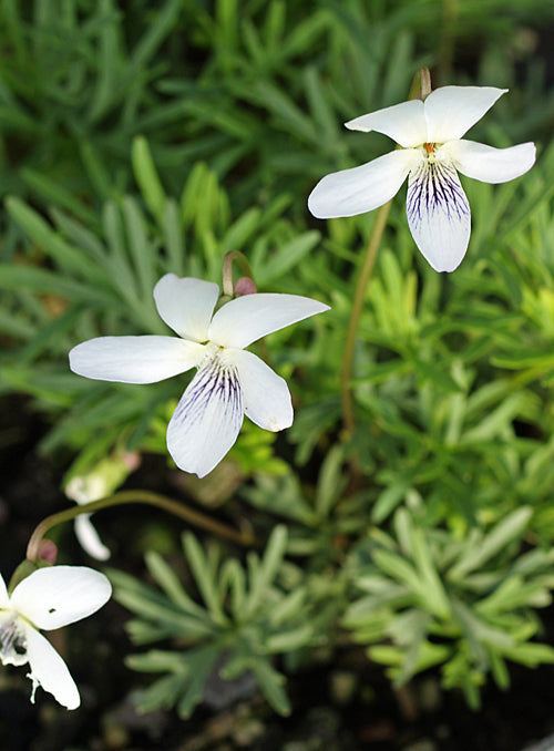 VIOLA PEDATIFIDA 'ALBA'