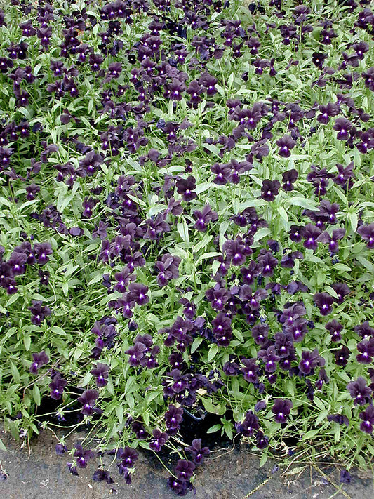 VIOLA 'ROSCASTLE BLACK'