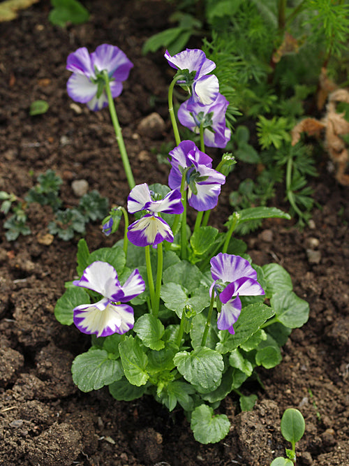 VIOLA 'REBECCA'