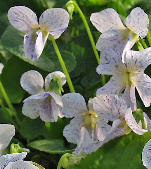 VIOLA SORORIA 'FRECKLES'