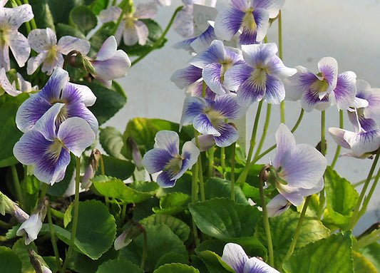 VIOLA SORORIA 'PRICEANA'