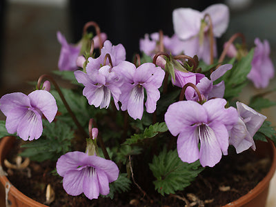 VIOLA 'SILVER SAMURAI'