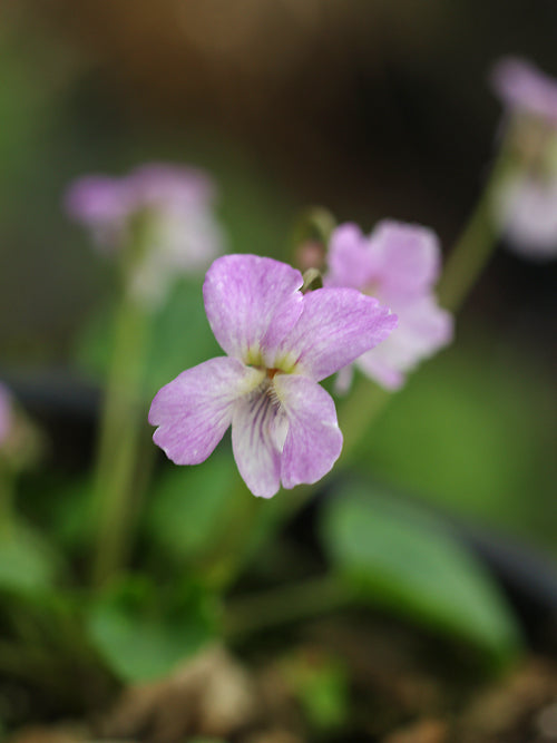 VIOLA SOMCHETICA