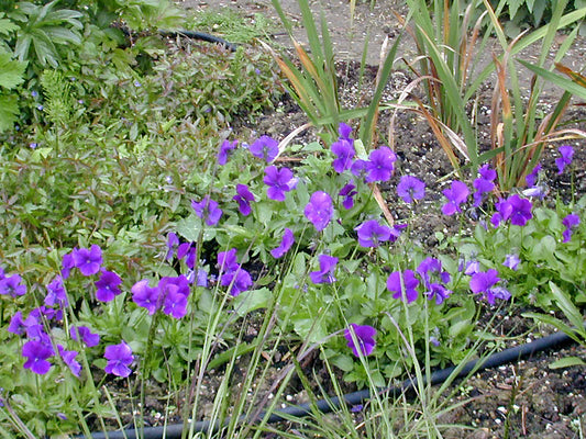 VIOLA 'TINPENNY PURPLE'