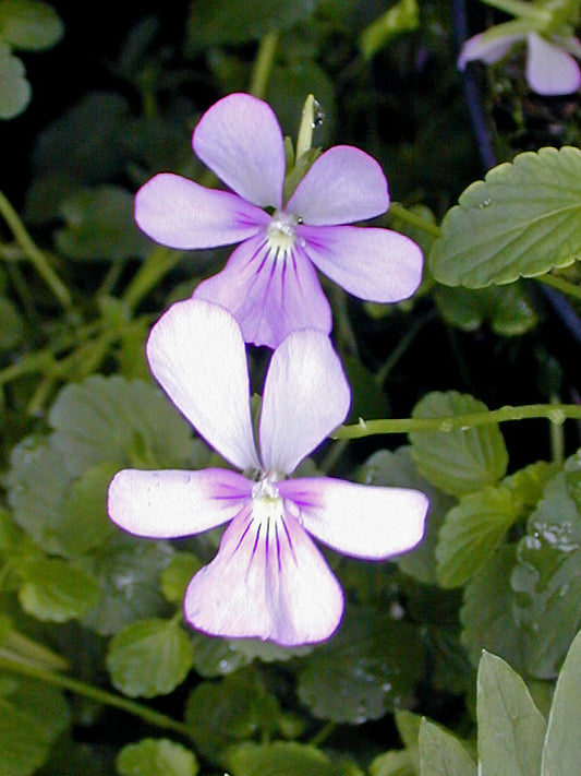 VIOLA CORNUTA 'VICTORIA CRAWTHORNE'