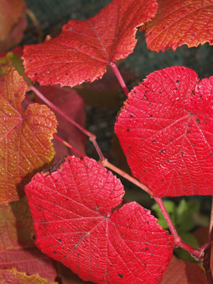 VITIS COIGNETIAE