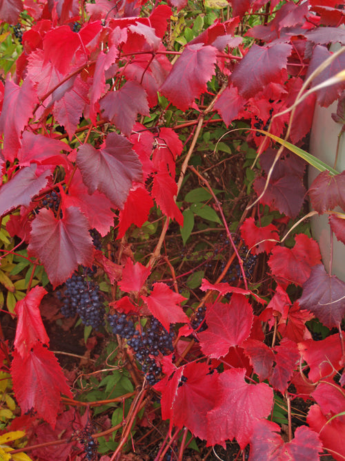 VITIS VINIFERA 'SPETCHLEY RED'