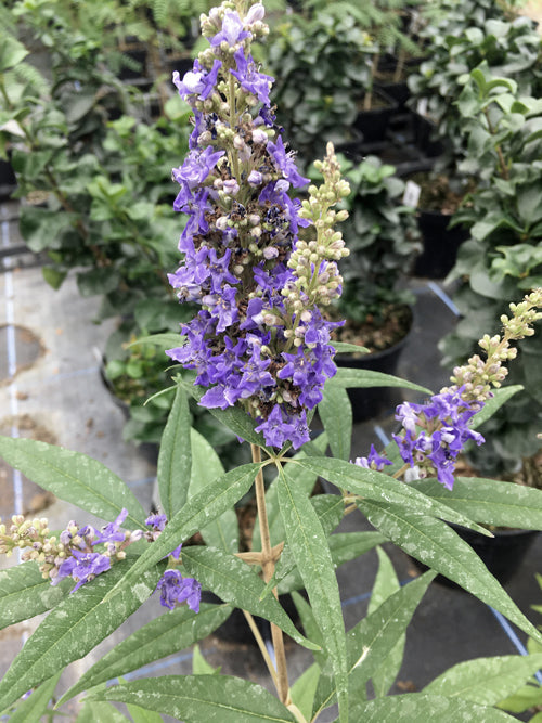 VITEX AGNUS-CASTUS 'DELTA BLUES'