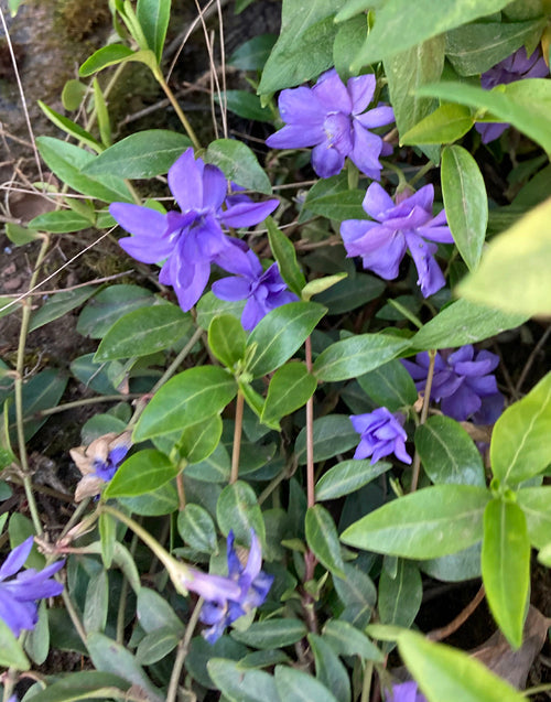 VINCA MINOR 'MRS.BETTY JAMES'