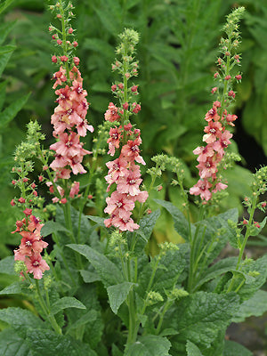 VERBASCUM 'BOB STRAUGHAN'