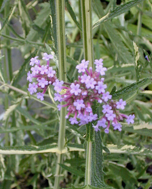 VERBENA BONARIENSIS VARIEGATED