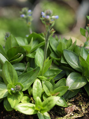 VERONICA WORMSKJOLDII NNS 06-569