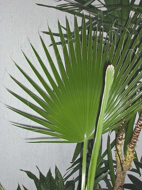 WASHINGTONIA FILIFERA