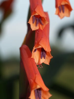 WATSONIA ALETROIDES