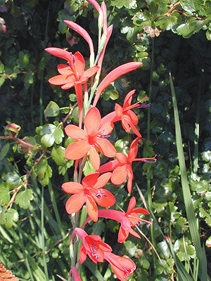 WATSONIA best red