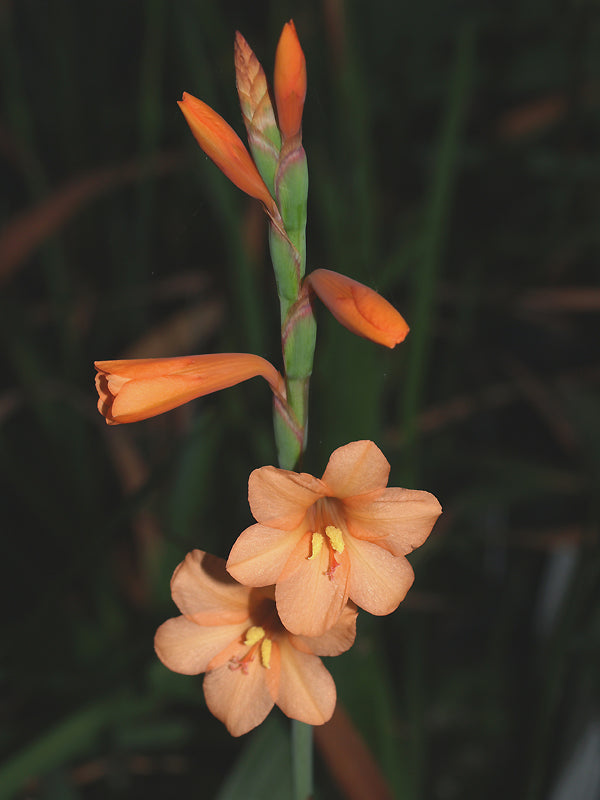 WATSONIA COCCINEA