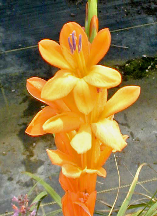 WATSONIA 'IDA EDWARDS'