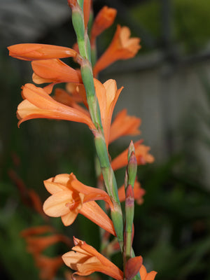 WATSONIA LACCATA