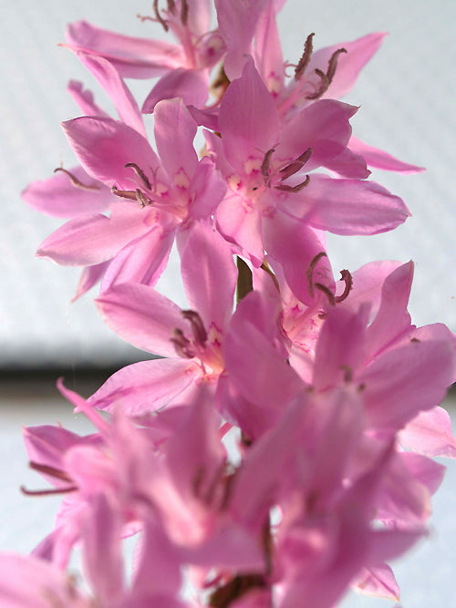 WATSONIA MARGINATA