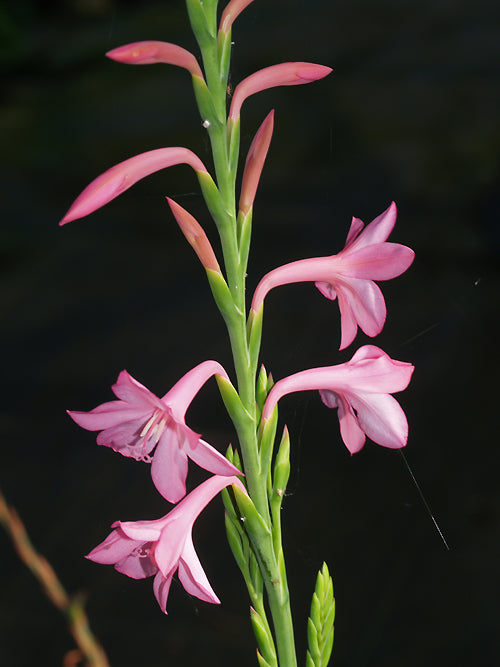 WATSONIA MERIANIA form 1