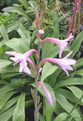 WATSONIA MERIANIA form 2