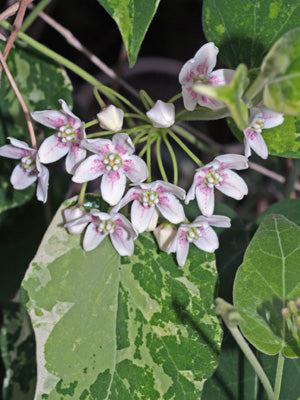 WATTAKAKA SINENSIS VARIEGATED