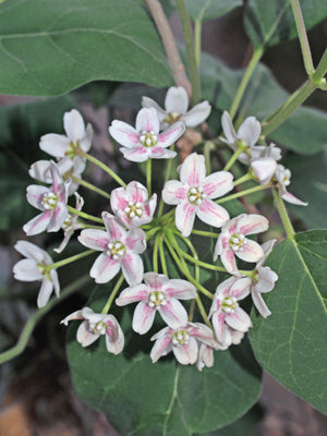 WATTAKAKA SINENSIS