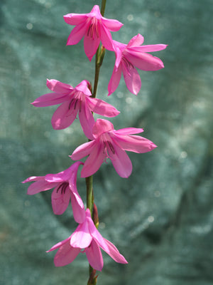 WATSONIA BORBONICA