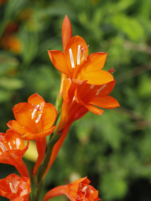 WATSONIA GALPINII