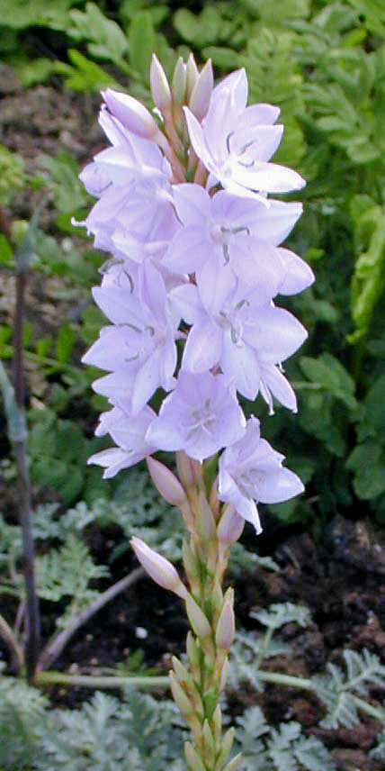 WATSONIA hardy white hybrid