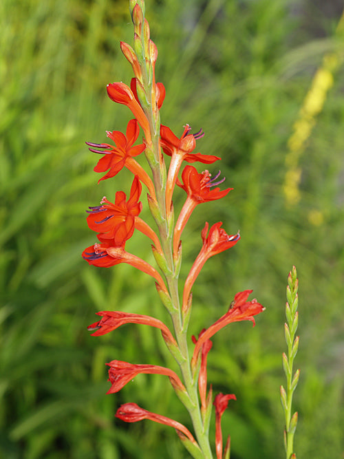 WATSONIA MARLOTHII