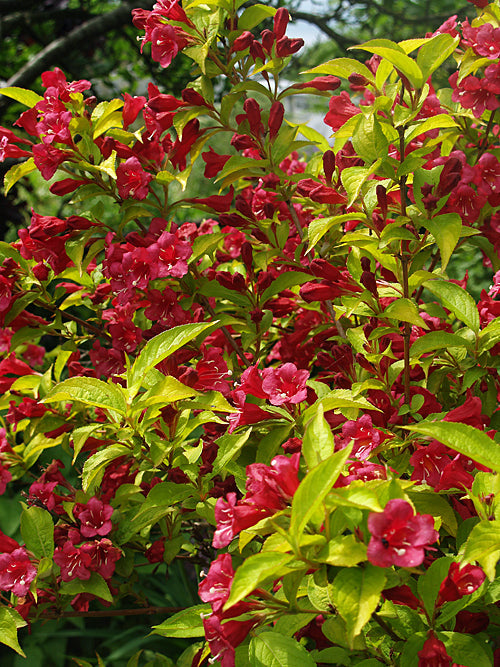 WEIGELA 'JEAN'S GOLD'