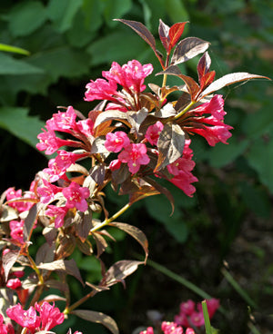 WEIGELA FLORIDA 'MINOR BLACK'