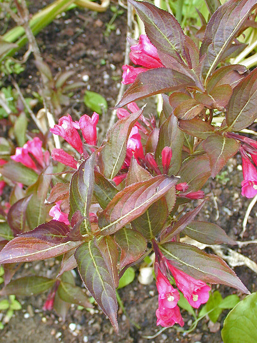 WEIGELA FLORIDA 'WINE AND ROSES'