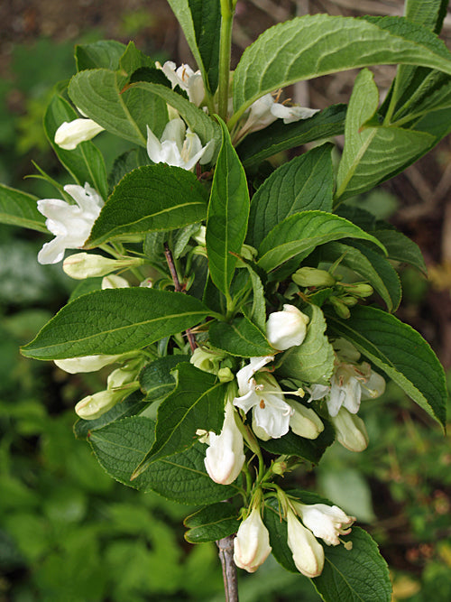 WEIGELA FLORIDA f.ALBA