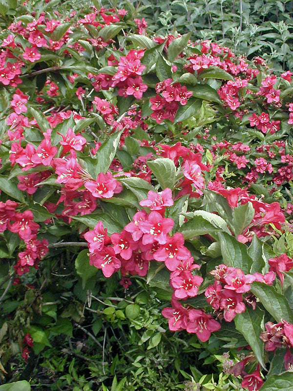 WEIGELA 'LUCIFER'