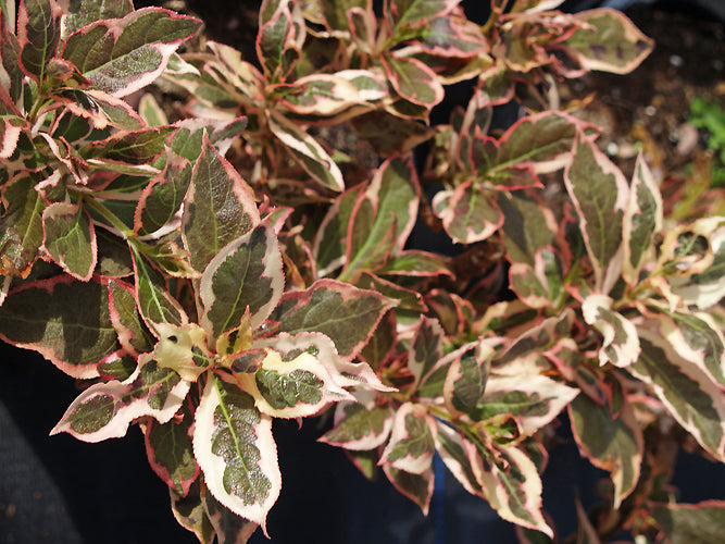 WEIGELA FLORIDA 'MONET'