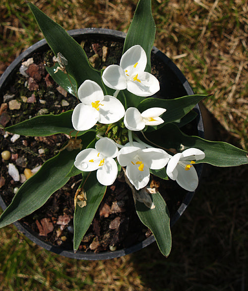 WELDENIA CANDIDA