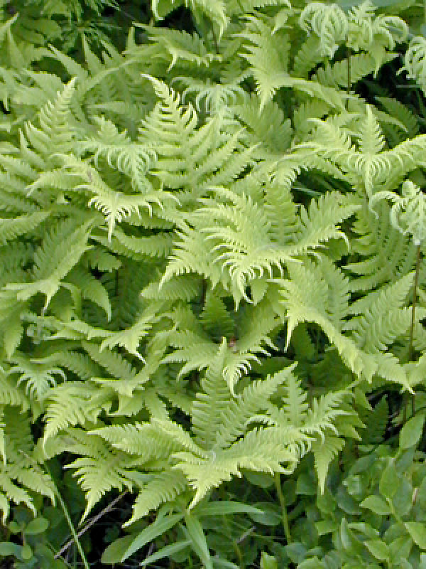 WOODSIA ALPINA