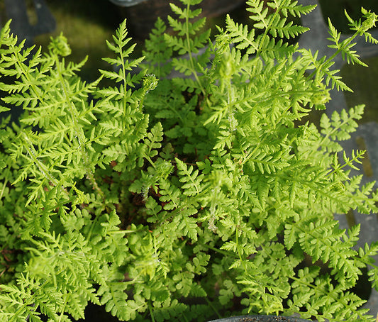 WOODSIA OBTUSA