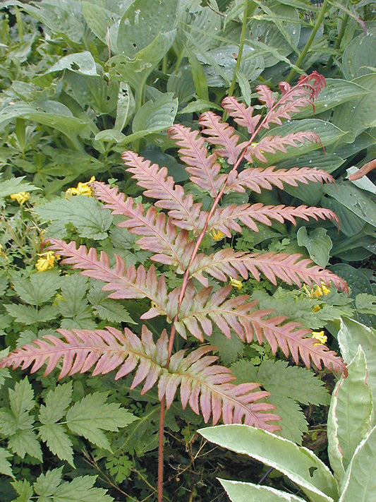 WOODWARDIA UNIGEMMATA