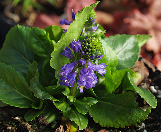 WULFENIA CARINTHIACA