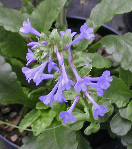 WULFENIA x SCHWARZII