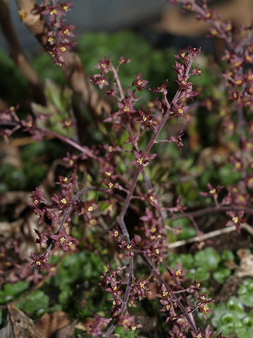 XANTHORHIZA SIMPLICISSIMA