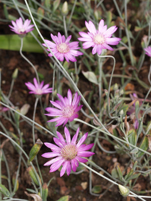 XERANTHEMUM ANNUUM