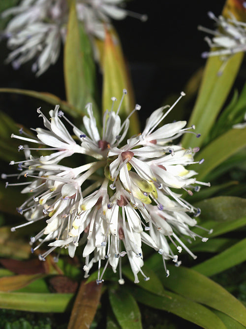 YPSILANDRA THIBETICA