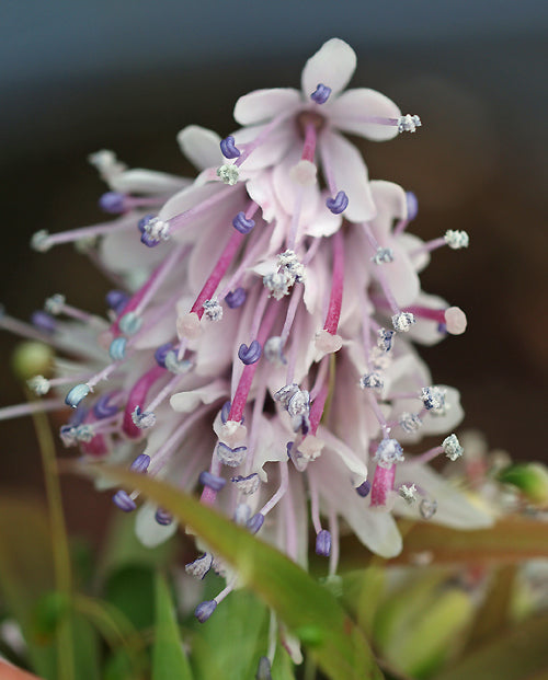 YPSILANDRA CAVALERIEI