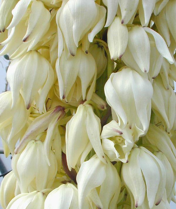 YUCCA ALOIFOLIA f.PURPUREA