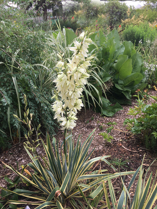 YUCCA FILIMENTOSA 'BRIGHT EDGE'